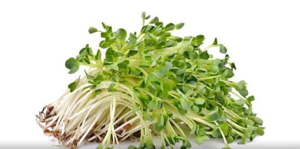 عکس یونجه خوراکی