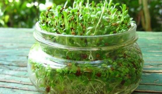 عکس یونجه خوراکی