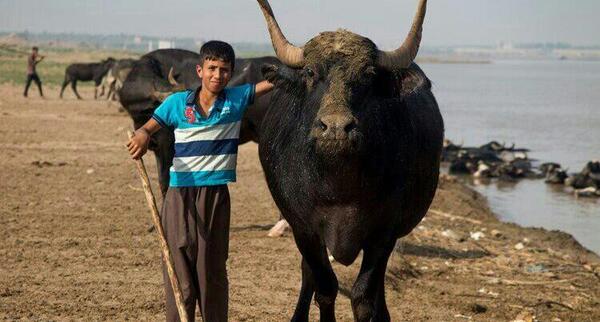 عکس گاو گاومیش