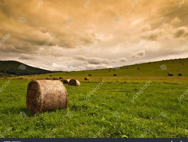 عکس زمین کشاورزی یونجه