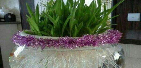 عکس سبزه عید با ذرت