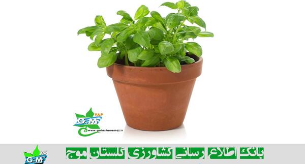 عکس کاشت ریحون