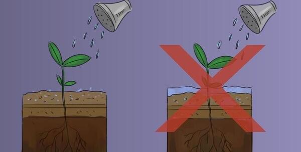 عکس کاشت ریحون
