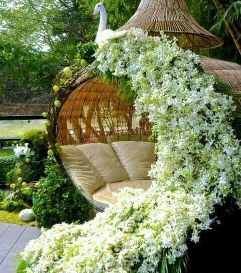 عکس طاووس های