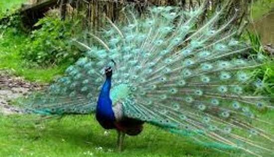عکس طبیعت طاووس