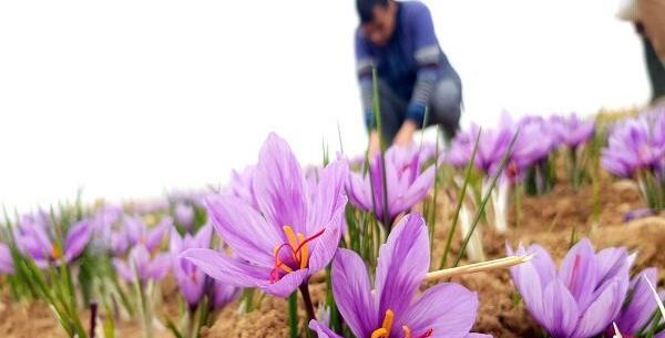 عکس کنه زعفران