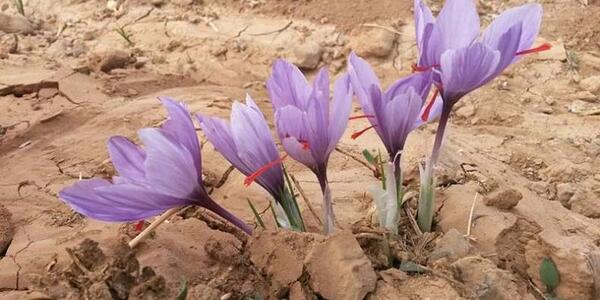 عکس کنه زعفران