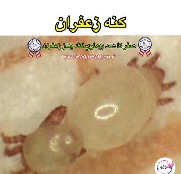 عکس کنه زعفران