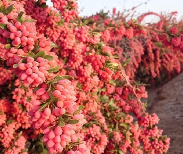 عکس از گل زرشک