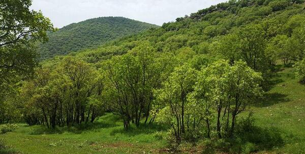 عکس طبیعت واقعی جنگل