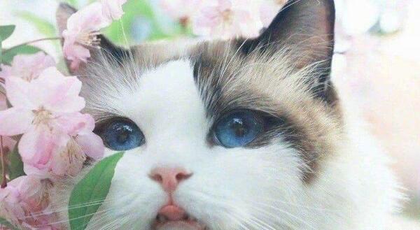 عکس گربه عروس