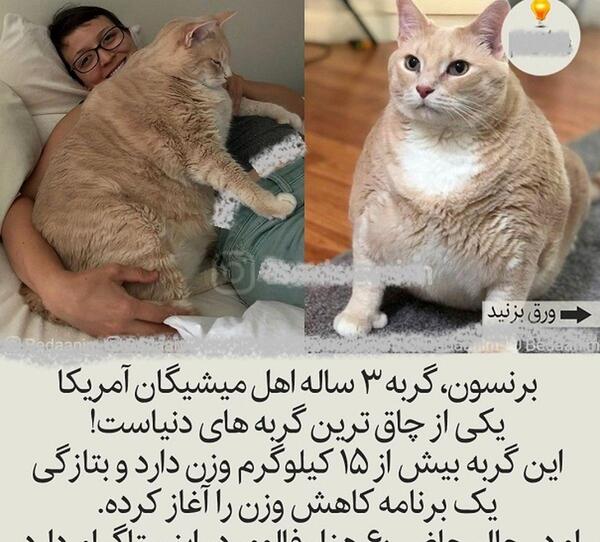 عکس گربه عروس