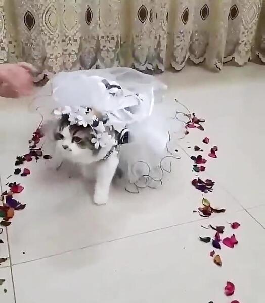 عکس گربه عروس