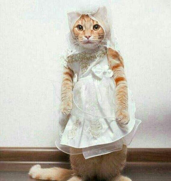 عکس گربه عروس