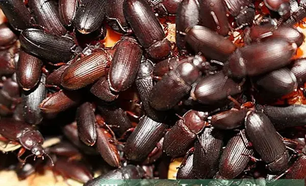 عکس سوسک کارمین