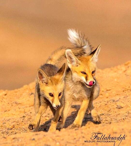 عکس بچه ی روباه