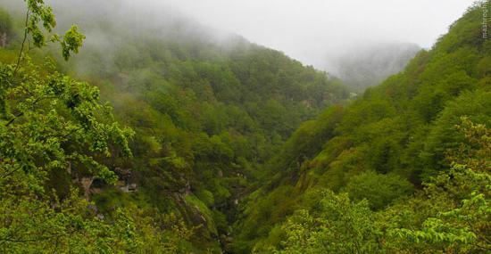عکس طبیعت جنگلی
