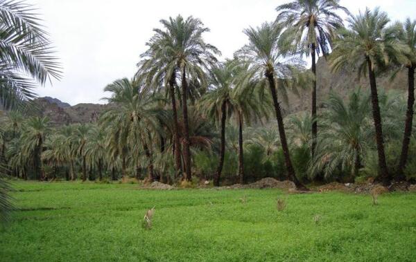 عکس شهر سرباز