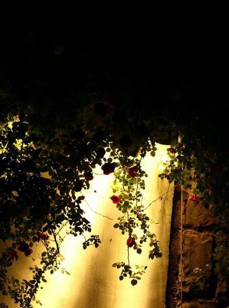 عکس شب هنری