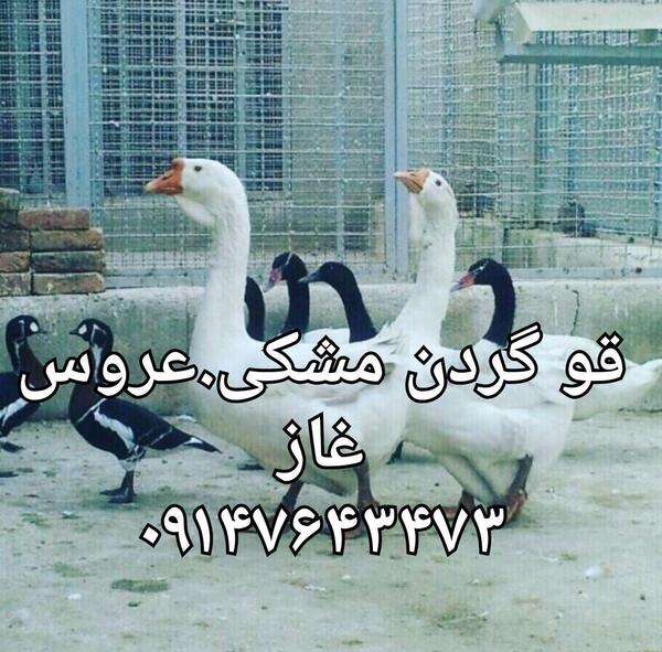 عکس انواع قو