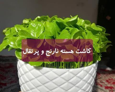 عکس کاشت هسته پرتقال