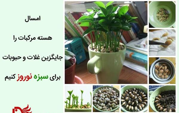 عکس کاشت هسته پرتقال
