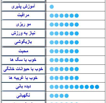عکس سگ تریر اسکاتلندی
