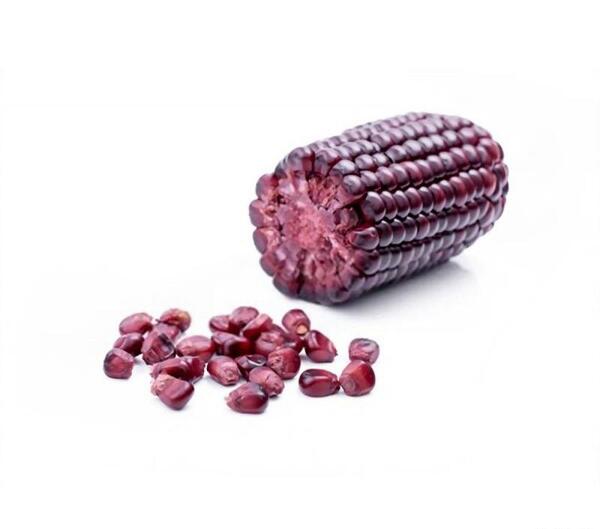 عکس ذرت اناری