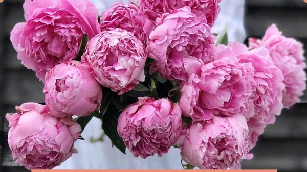 عکس گل صد برگ
