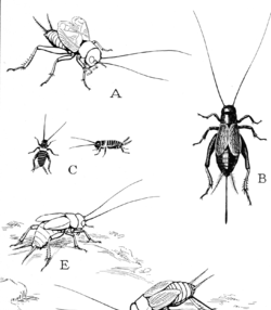 عکس بچه جیرجیرک