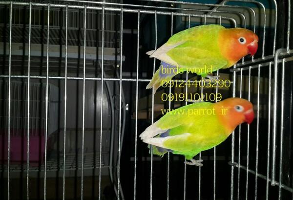 عکس طوطی لاوبرد