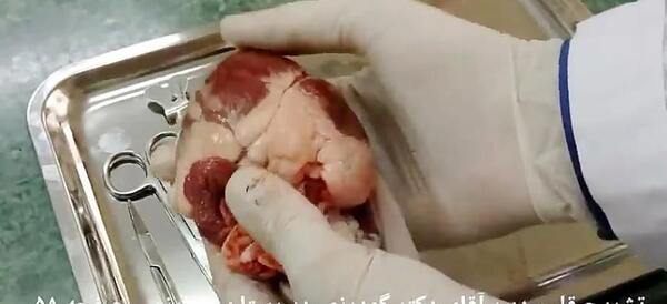 عکس قلب گوسفندی
