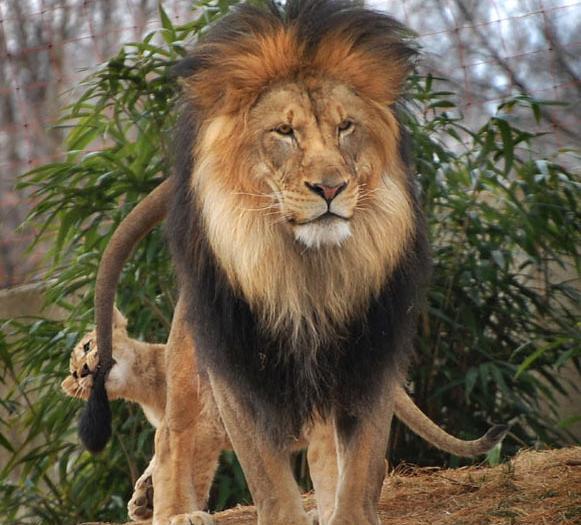 عکس بازی شیر