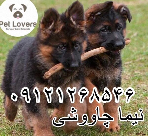 عکس سگ ژرمن شپرد شیب دار
