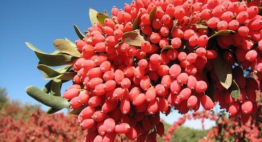 عکس گیاه زرشک خوراکی