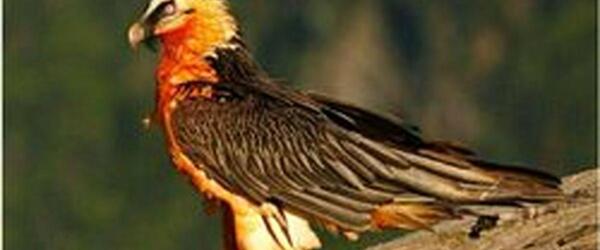 عکس ریش پرنده