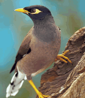 عکس ریش پرنده