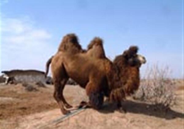 عکس شتر نجاست خوار