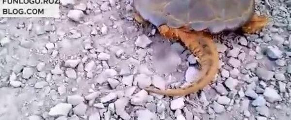عکس واقعی غول ها