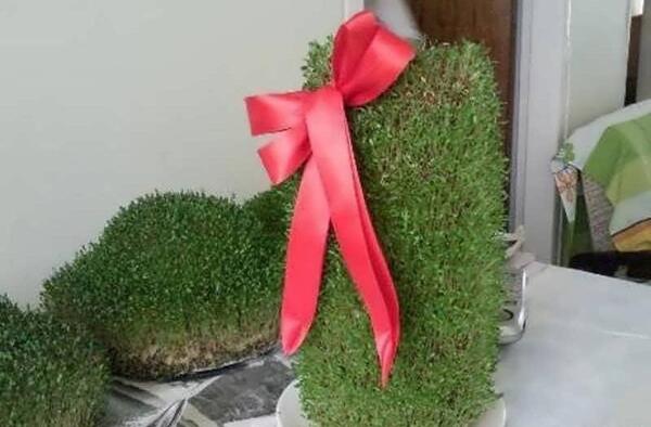 عکس سبزه عید روی کوزه
