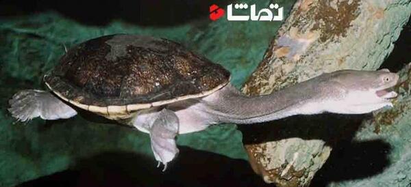 عکس لاک پشت گردن دراز