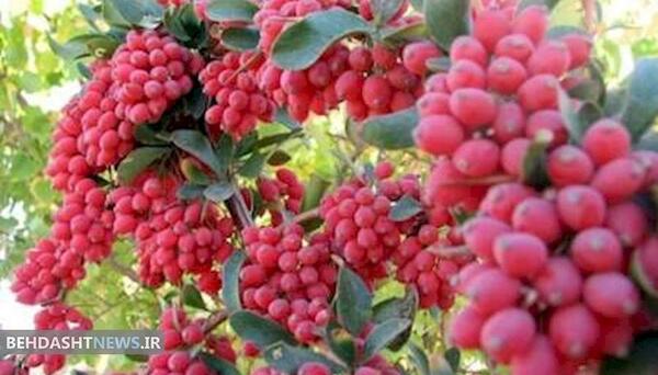 عکس از زرشک کوهی
