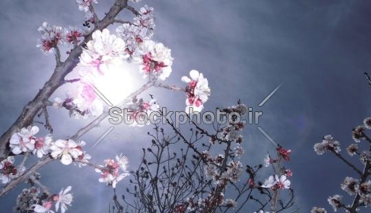 عکس بهاری شکوفه