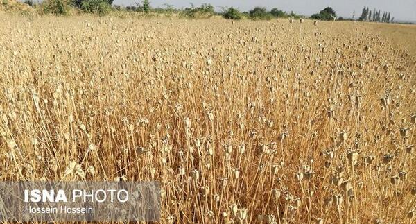 عکس کاشت سیاه دانه