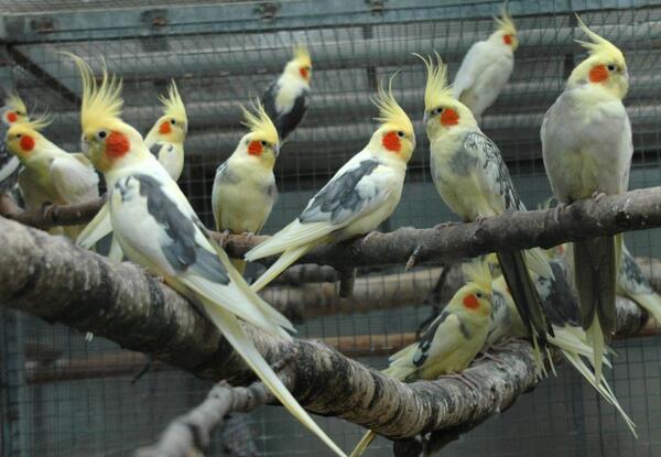 عکس عروس هلندی یک ماهه