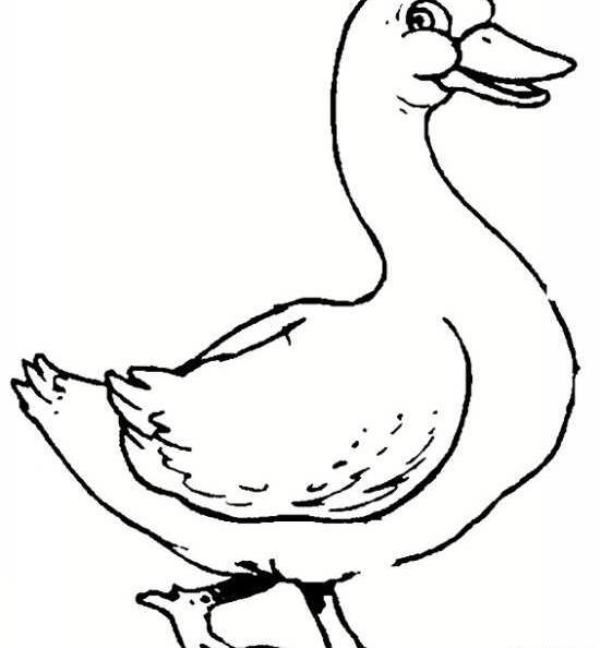 عکس نقاشی غاز