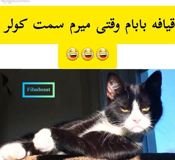 عکس گربه فان