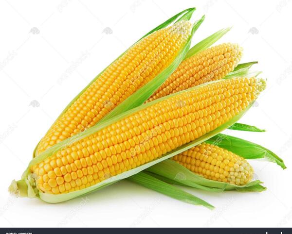 عکس پوسته ذرت