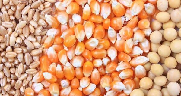 عکس پوسته ذرت