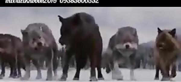 عکس مهراب گرگ پدر